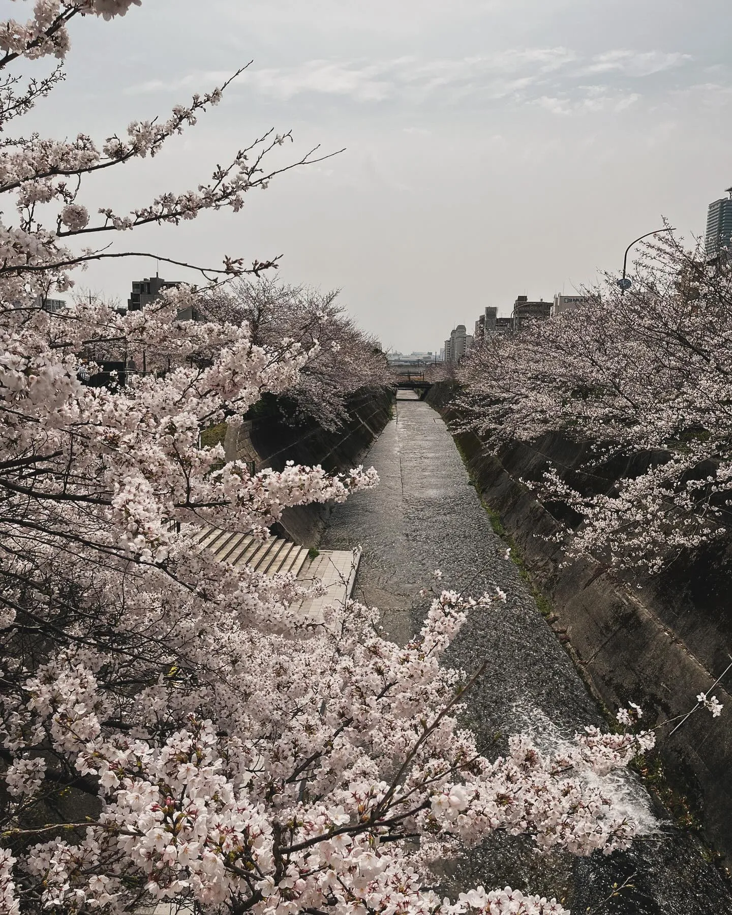 桜がもうすぐ満開ですね🌸